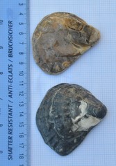 Ostrea edulis