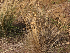 Astragalus conjunctus