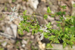 Podosphaera clandestina