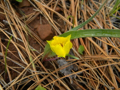 Calochortus monophyllus