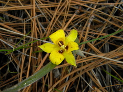 Calochortus monophyllus
