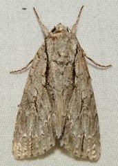 Acronicta lobeliae