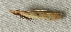 Dichomeris punctipennella