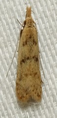 Dichomeris punctipennella