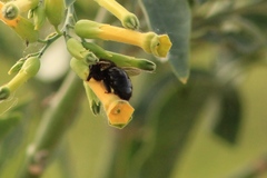 Xylocopa tabaniformis pallidiventris