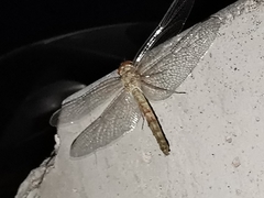 Orthetrum ransonnetii