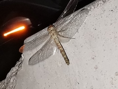 Orthetrum ransonnetii
