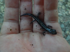 Plethodon chlorobryonis
