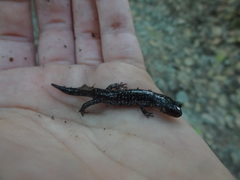 Plethodon chlorobryonis