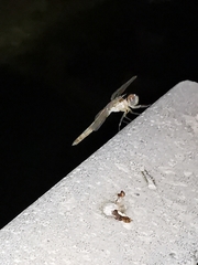 Orthetrum ransonnetii