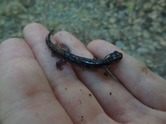 Plethodon chlorobryonis