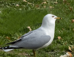 Larus delawarensis