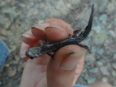 Plethodon chlorobryonis