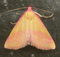 Phytometra rhodarialis