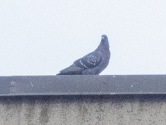 Columba livia domestica