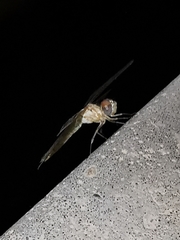 Orthetrum ransonnetii
