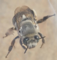 Anthophora affabilis