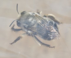 Anthophora affabilis