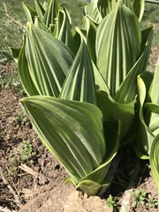 Veratrum californicum