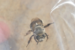Anthophora affabilis