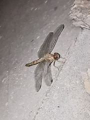 Orthetrum ransonnetii