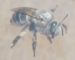 Anthophora affabilis