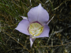 Calochortus macrocarpus macrocarpus