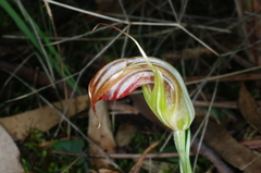 Pterostylis truncata