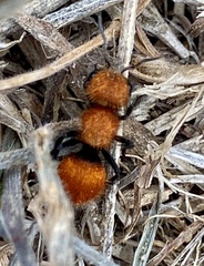 Pseudomethoca anthracina