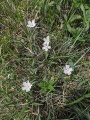 Callirhoe alcaeoides