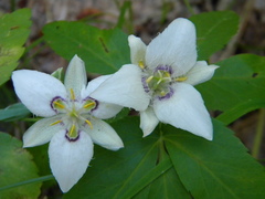 Calochortus lyallii