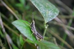 Pseudaristia oxycodia