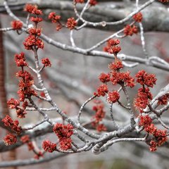 Acer rubrum image