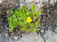 Perityle lobata