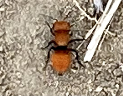 Pseudomethoca anthracina