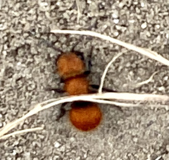 Pseudomethoca anthracina