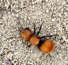 Pseudomethoca anthracina