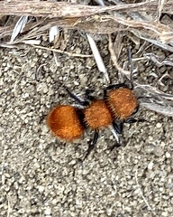 Pseudomethoca anthracina