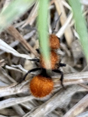 Pseudomethoca anthracina