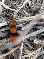 Pseudomethoca anthracina