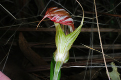 Pterostylis truncata
