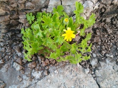 Perityle lobata