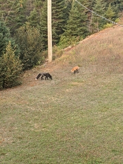 Vulpes vulpes deletrix