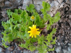 Perityle lobata