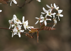 Amelanchier × lamarckii