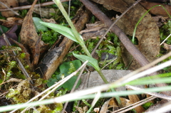 Pterostylis truncata