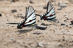 Protographium epidaus