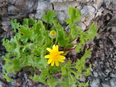 Perityle lobata