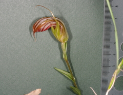 Pterostylis truncata