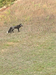 Vulpes vulpes deletrix